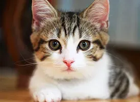 【厳選】安全・安心！信頼できる猫 ブリーダー ランキングで後悔しない
